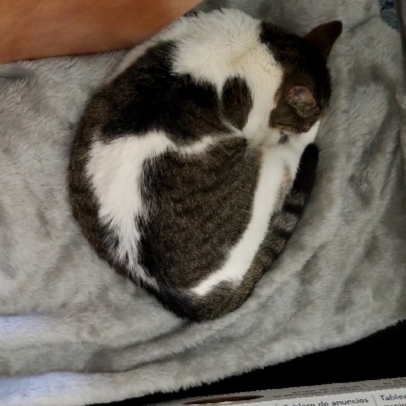 MEET MY POSH BUDDY BABY GIRL & RAVEN& COOKIE TIGGER MIDNIGHT - Picture 3 of 13